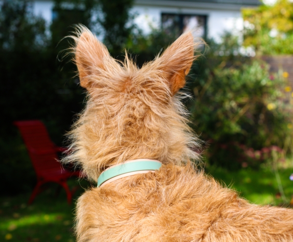 BioThane® Halsband zweifarbig, Hundehalsband breit, Windhundhalsband, in Salbeigrün und Powder am Hund von hinten